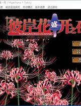 485 - 彼岸花盛开之夜 第一夜 彼岸花の咲く夜に 第一夜汉化硬盘去广告纯净版